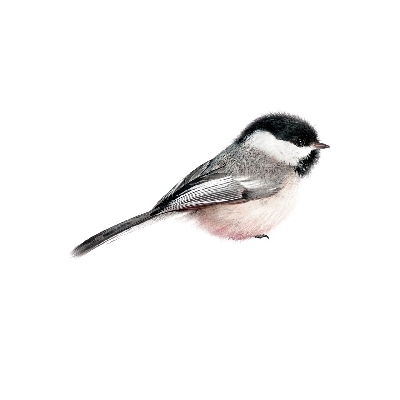 Muurstickers KEK Chickadee